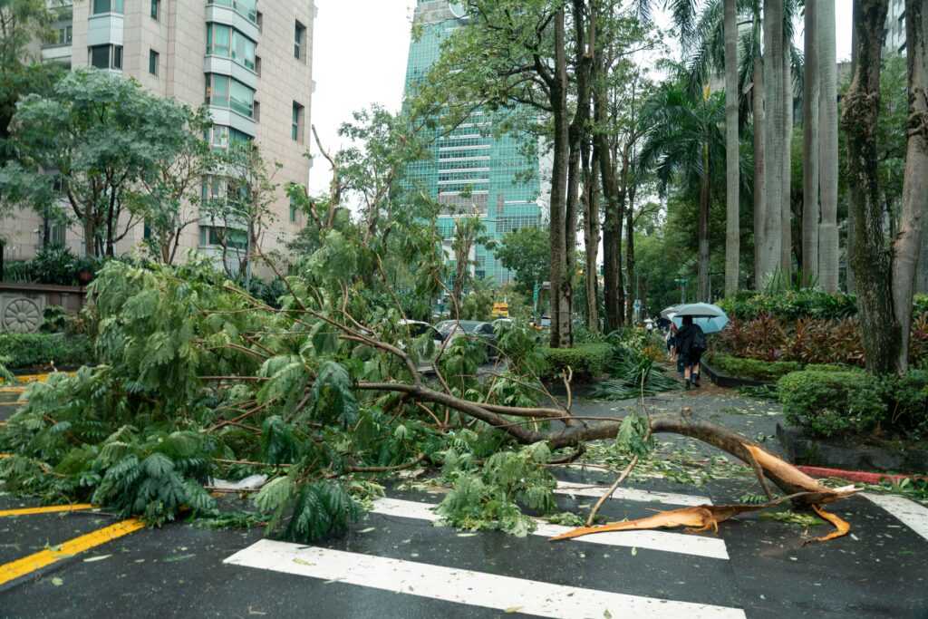 Debris including fallen trees can cause damages and you will need a handyman in Charleston