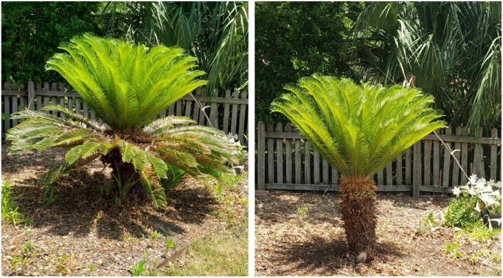 Lawn Maintenance Services in Charleston SC